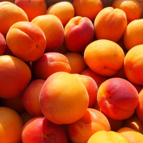 Abricots de Provence