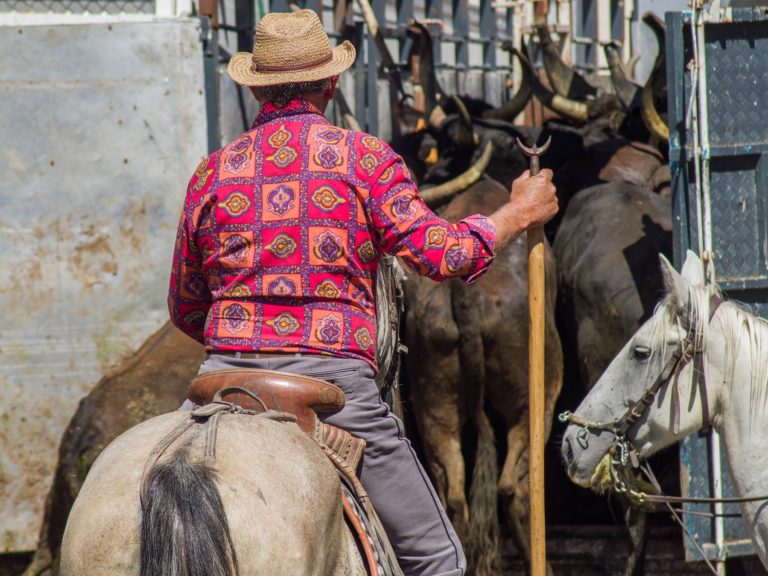 La Camargue, le Gardian et la croix camarguaise - Nos actus Coutellerie Le Camarguais à Nîmes