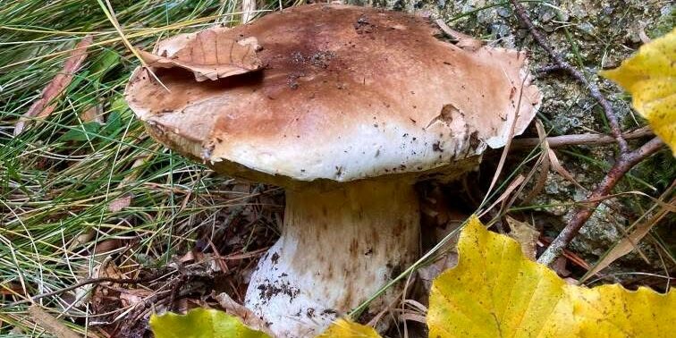 La saison des champignons en Cévennes avec nos couteaux à champignons