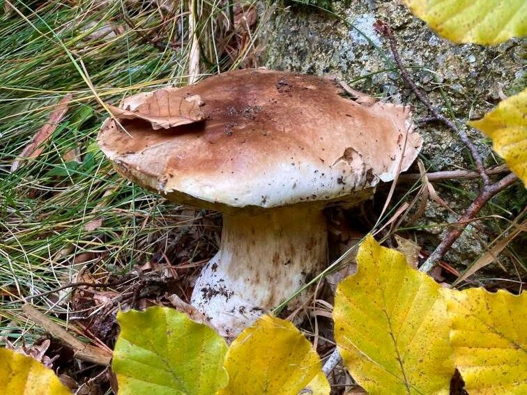 La saison des champignons en Cévennes avec nos couteaux à champignons La saison des champignons en Cévennes avec nos couteaux à champignons