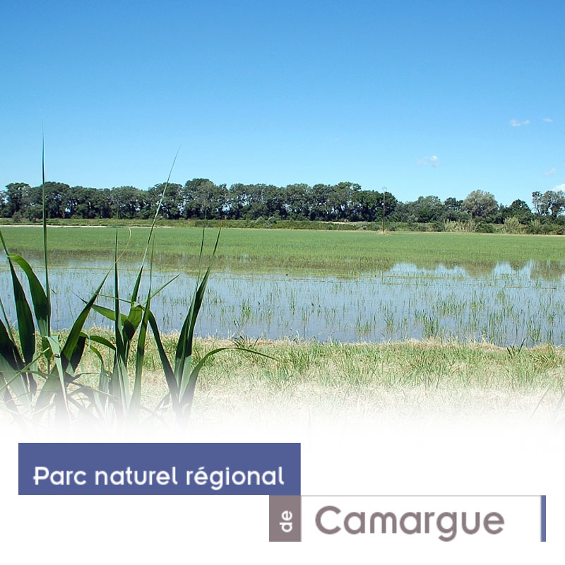 Parc naturel régional de Camargue