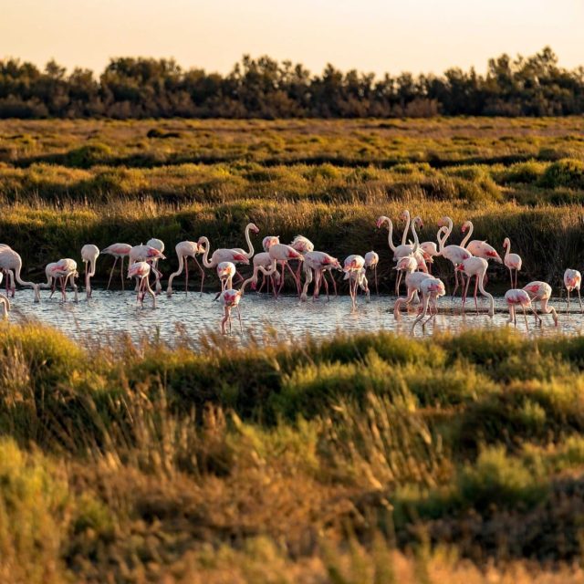 La Camargue, le Gardian et la croix camarguaise - Coutellerie Le Camarguais à Nîmes