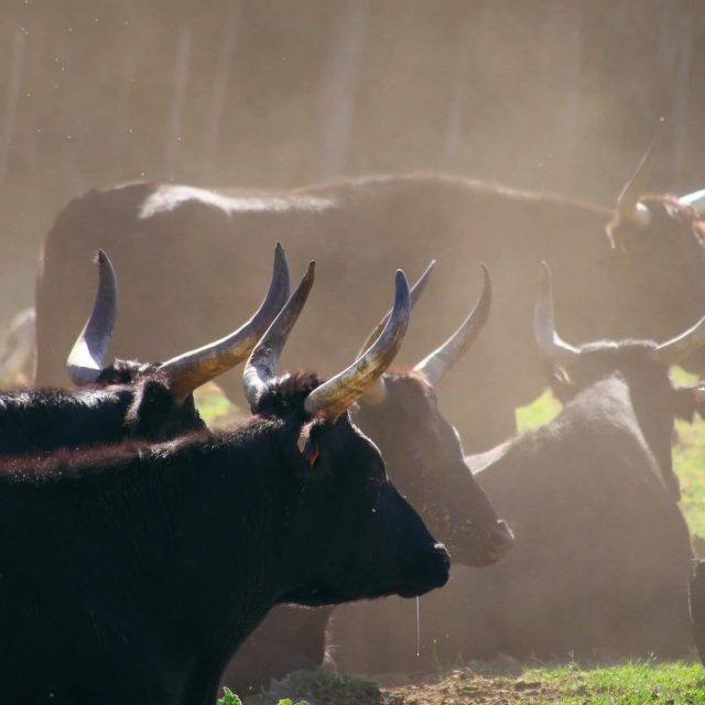 La Camargue, le Gardian et la croix camarguaise - Coutellerie Le Camarguais à Nîmes